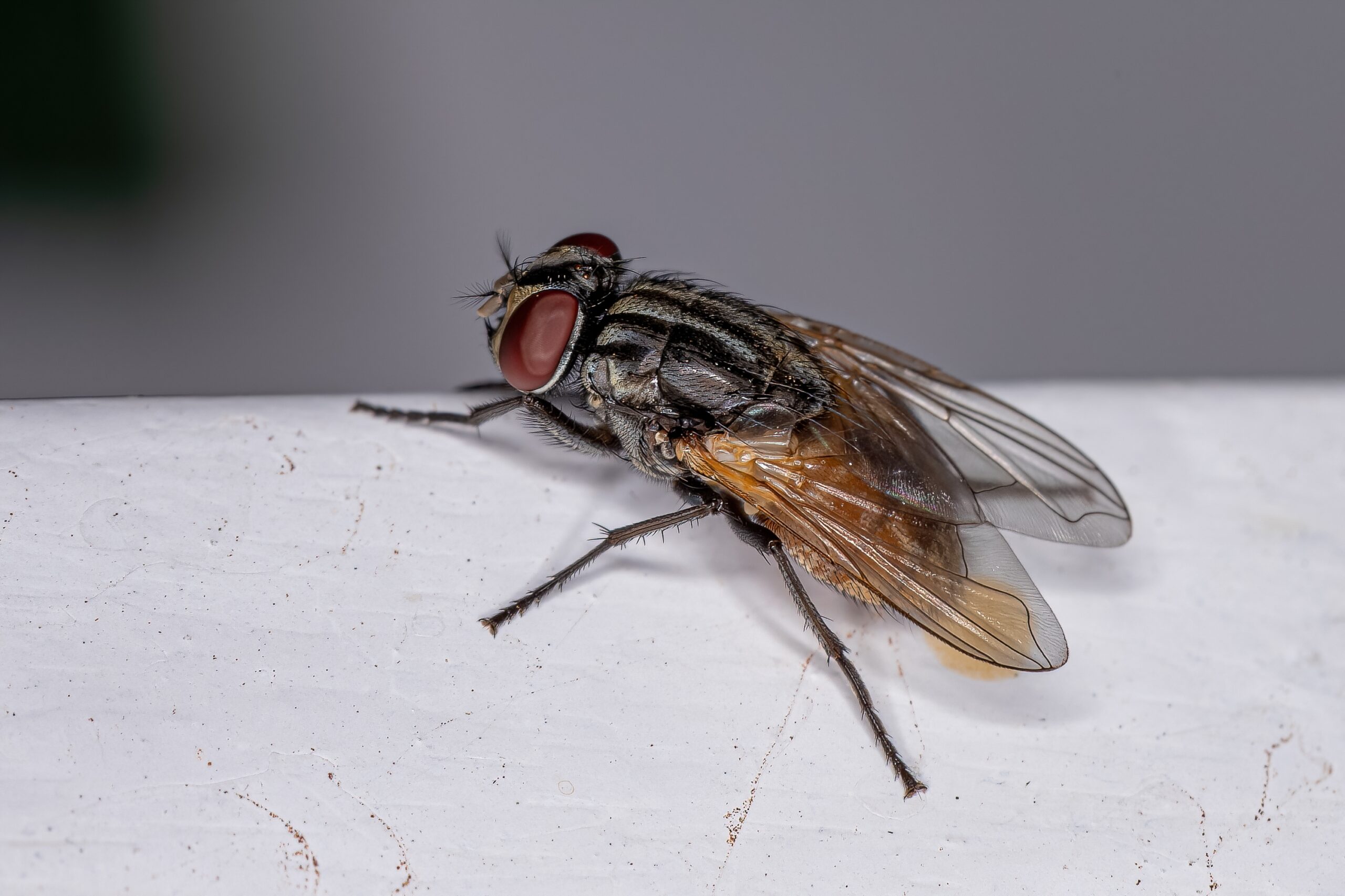 house fly removal vero beach florida