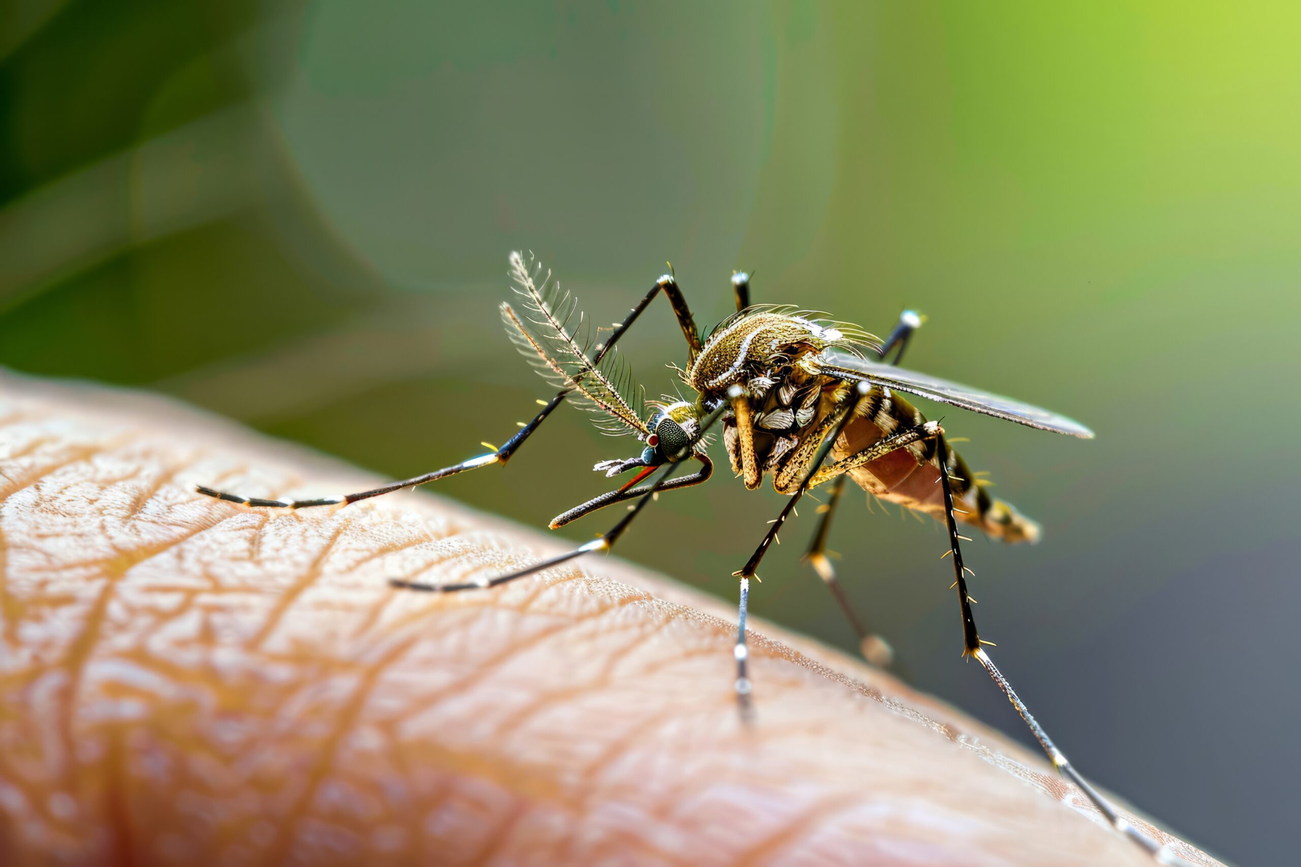 mosquito removal vero beach florida