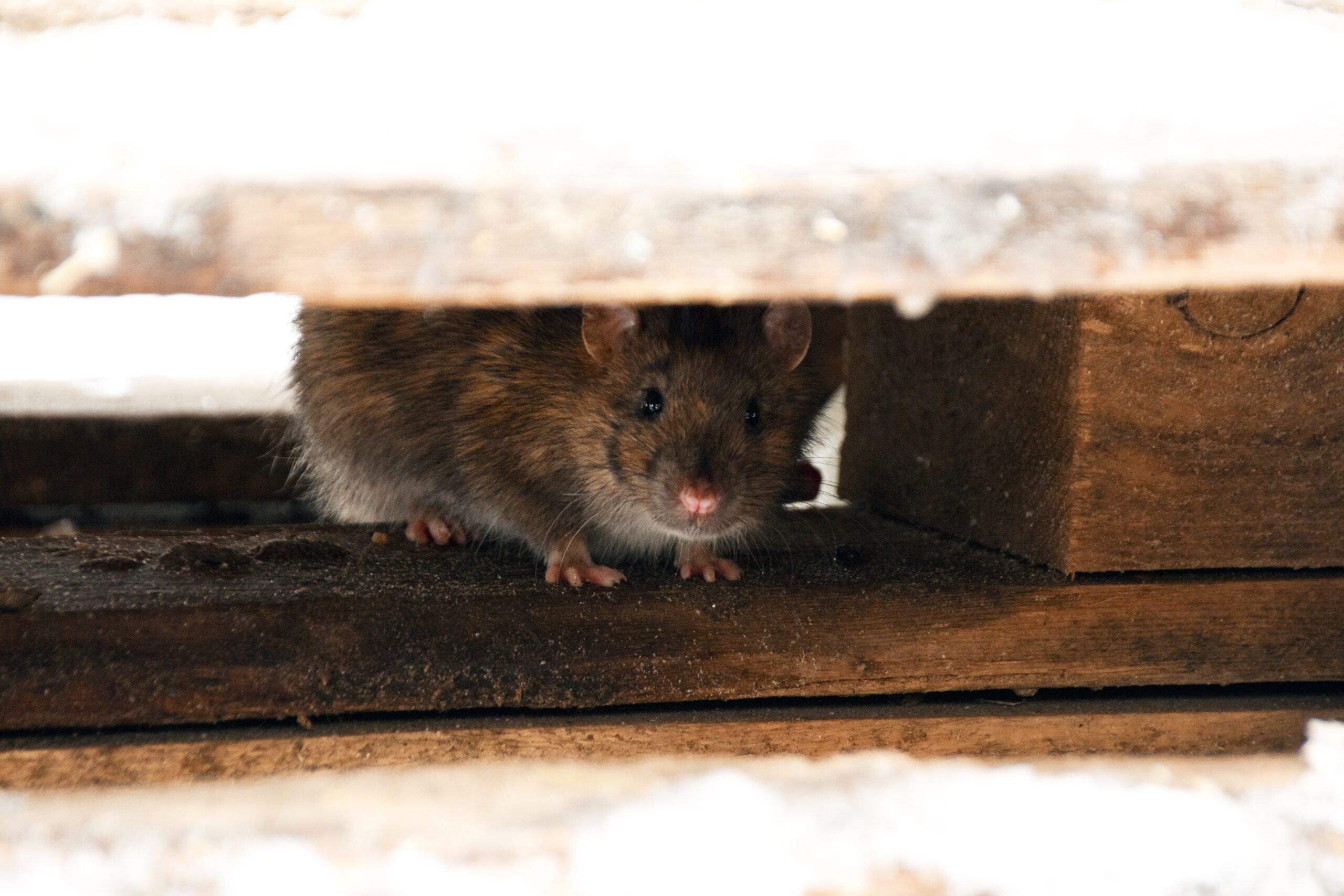 rodent removal vero beach