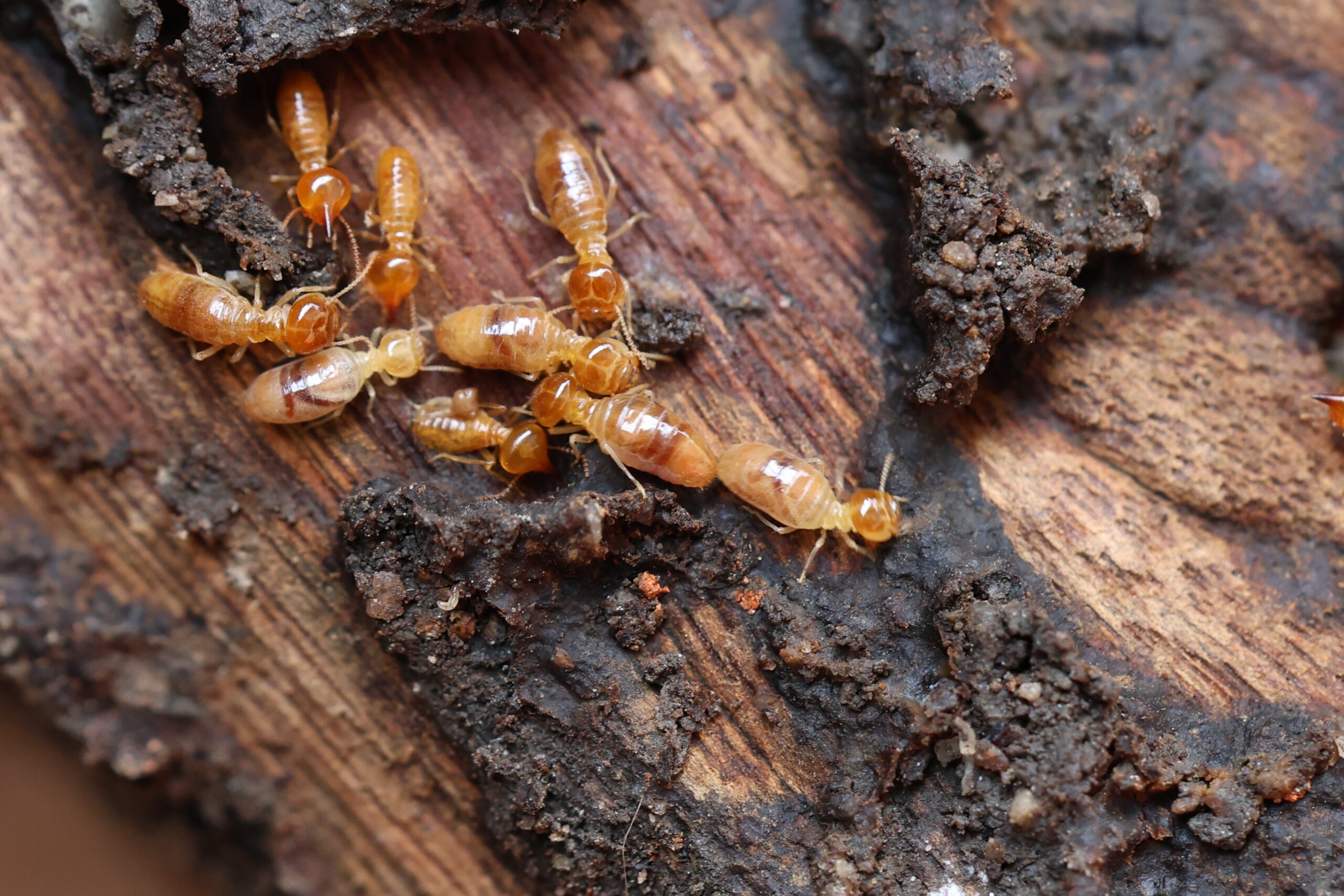 termite removal vero beach florida