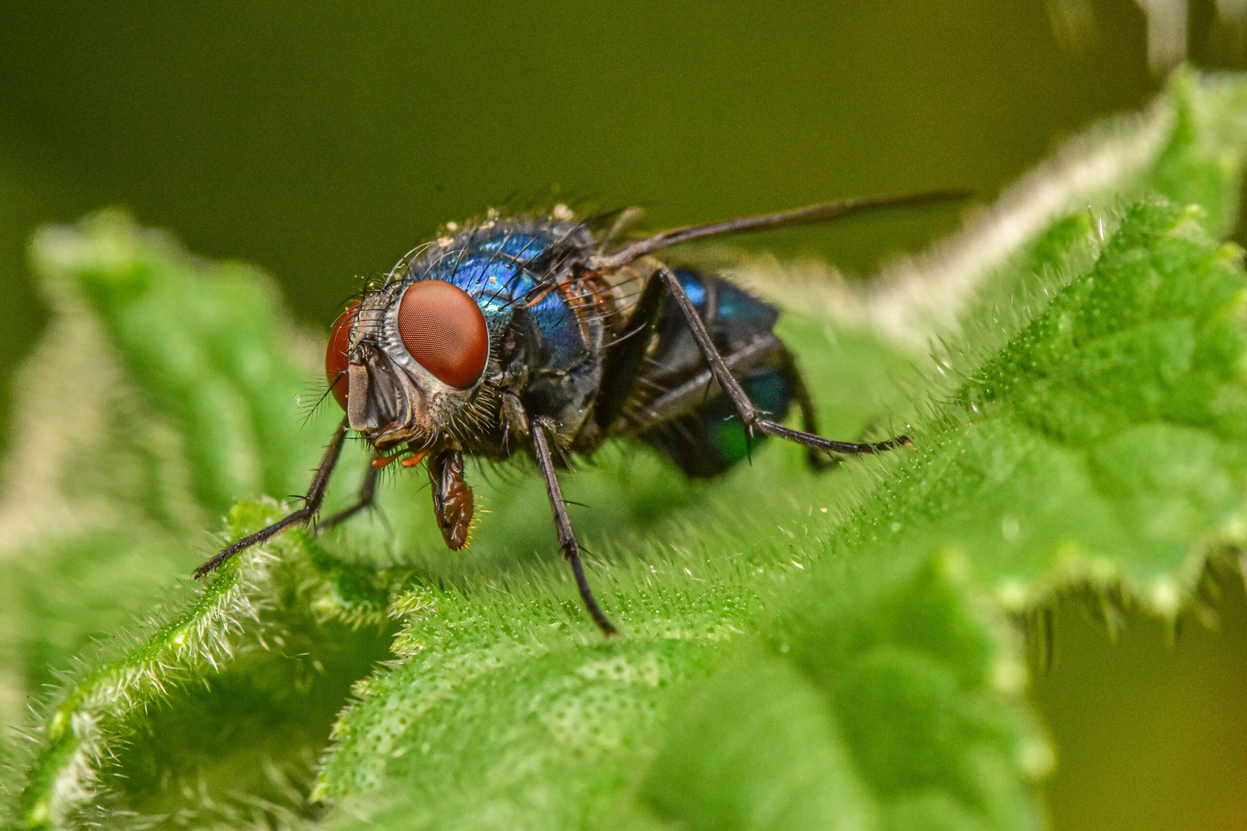 house fly