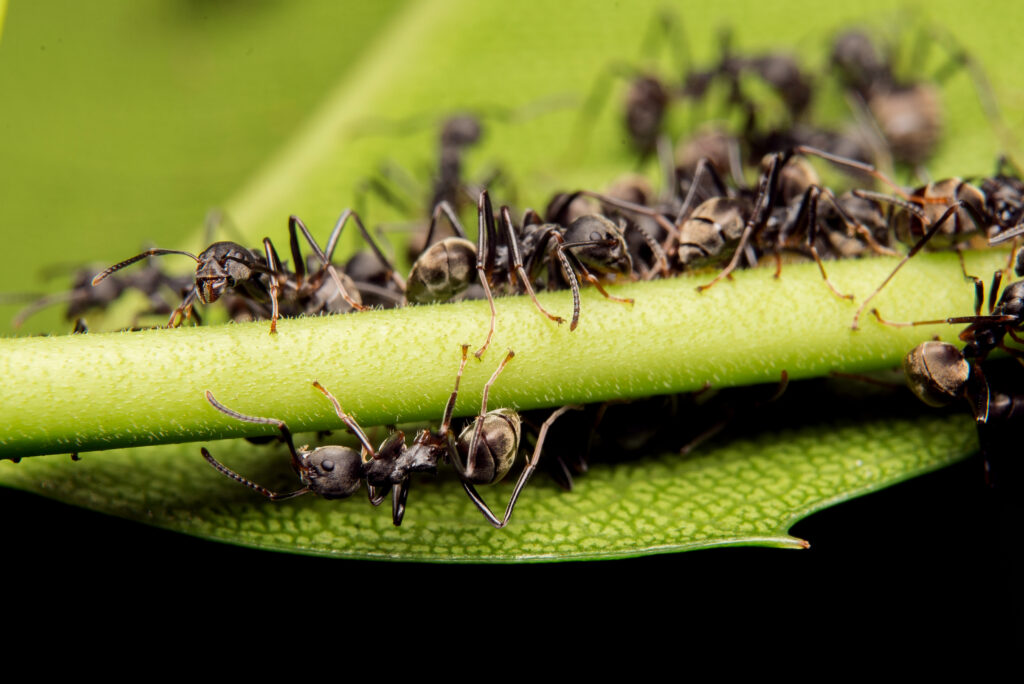 how to get rid of ants