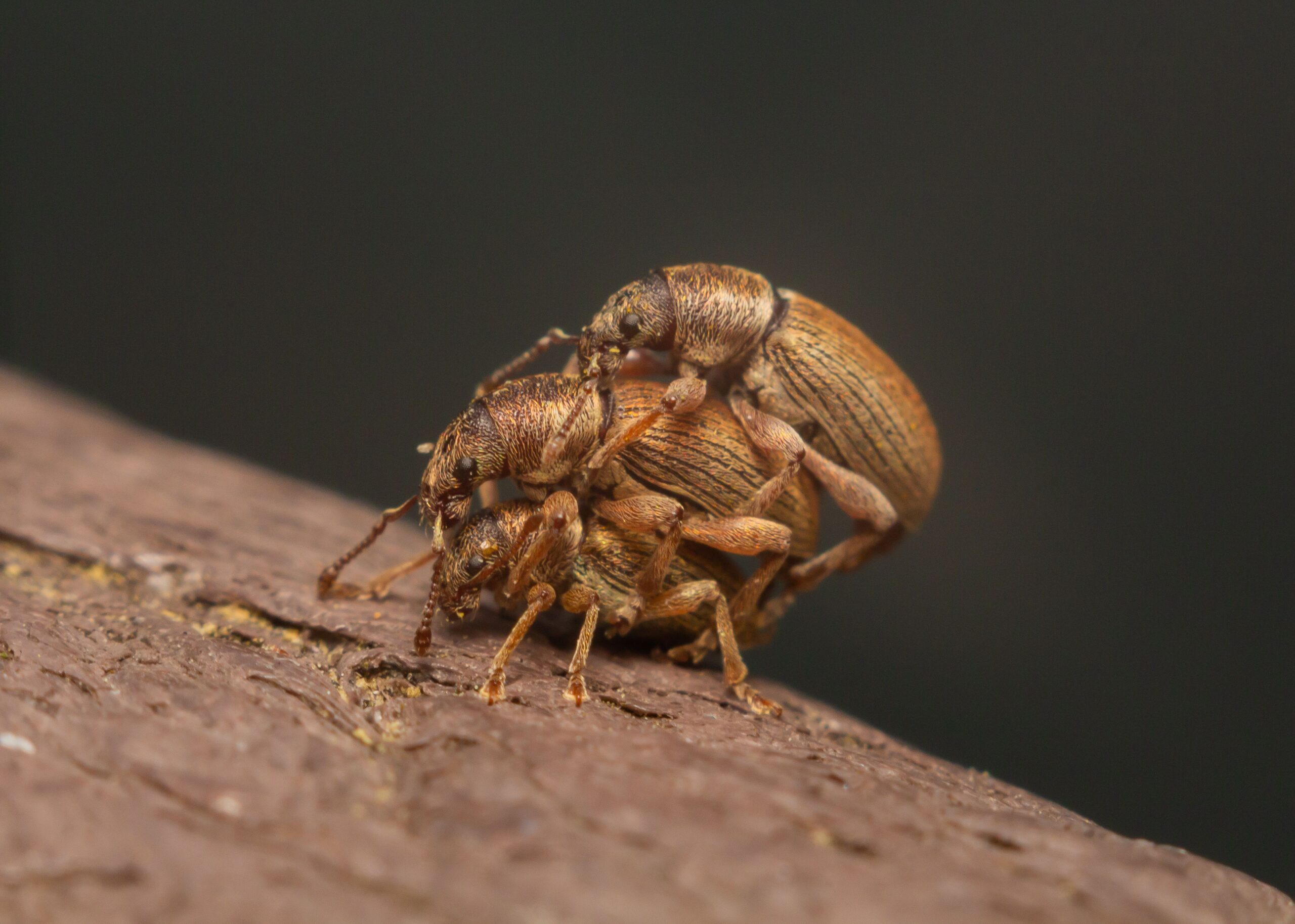 how to kill bed bugs