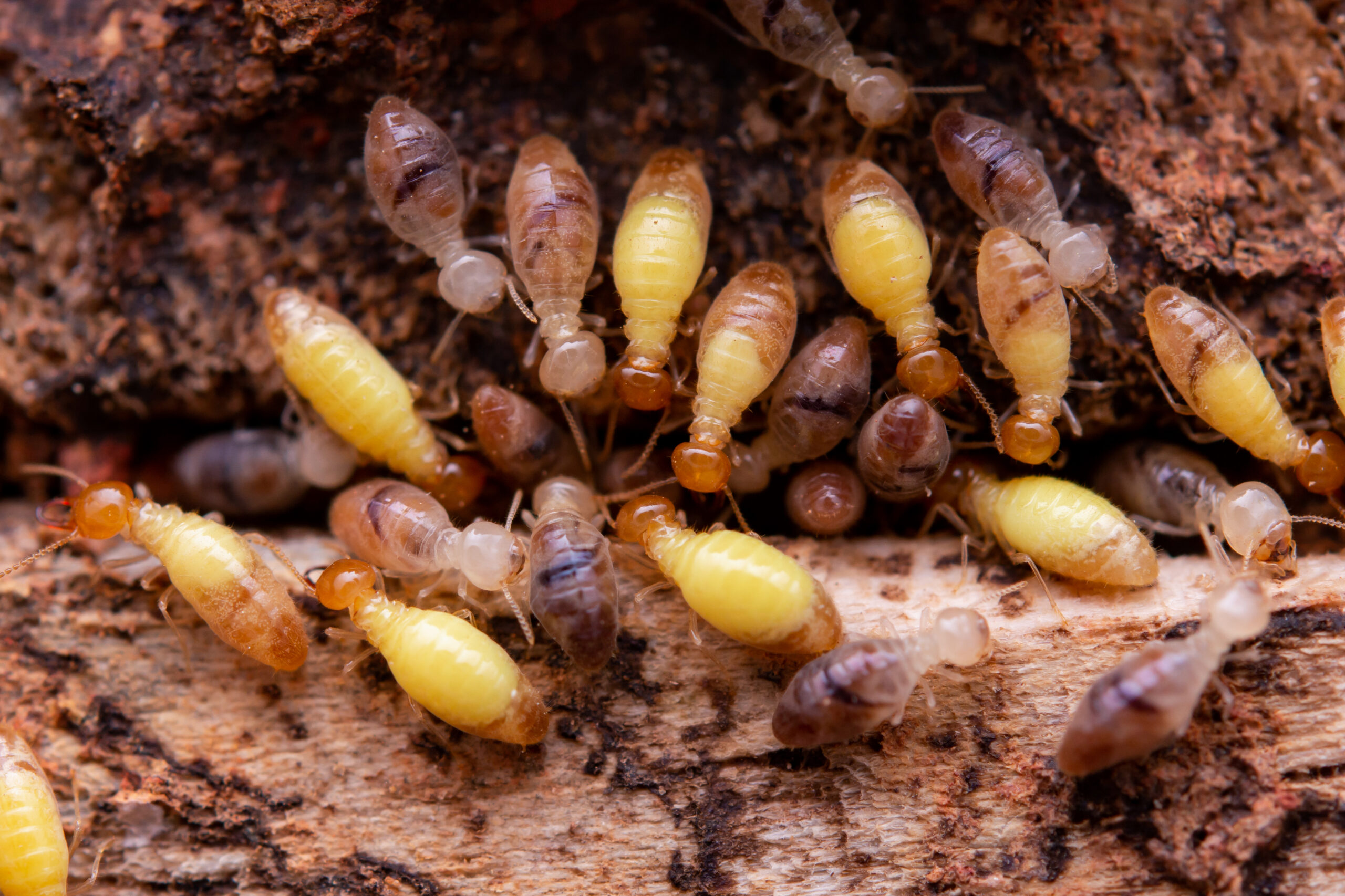 how to kill termites