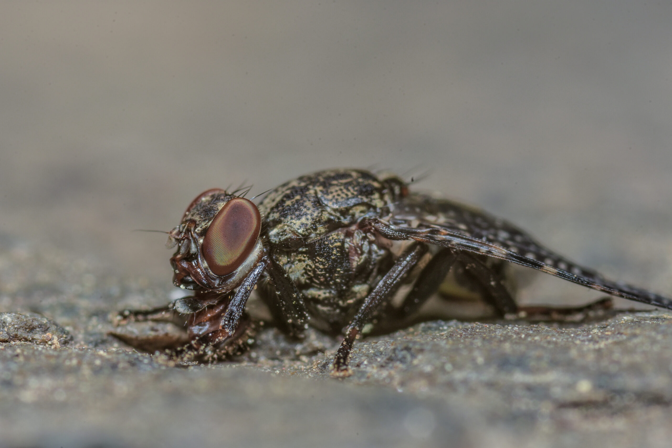 how to remove house flies