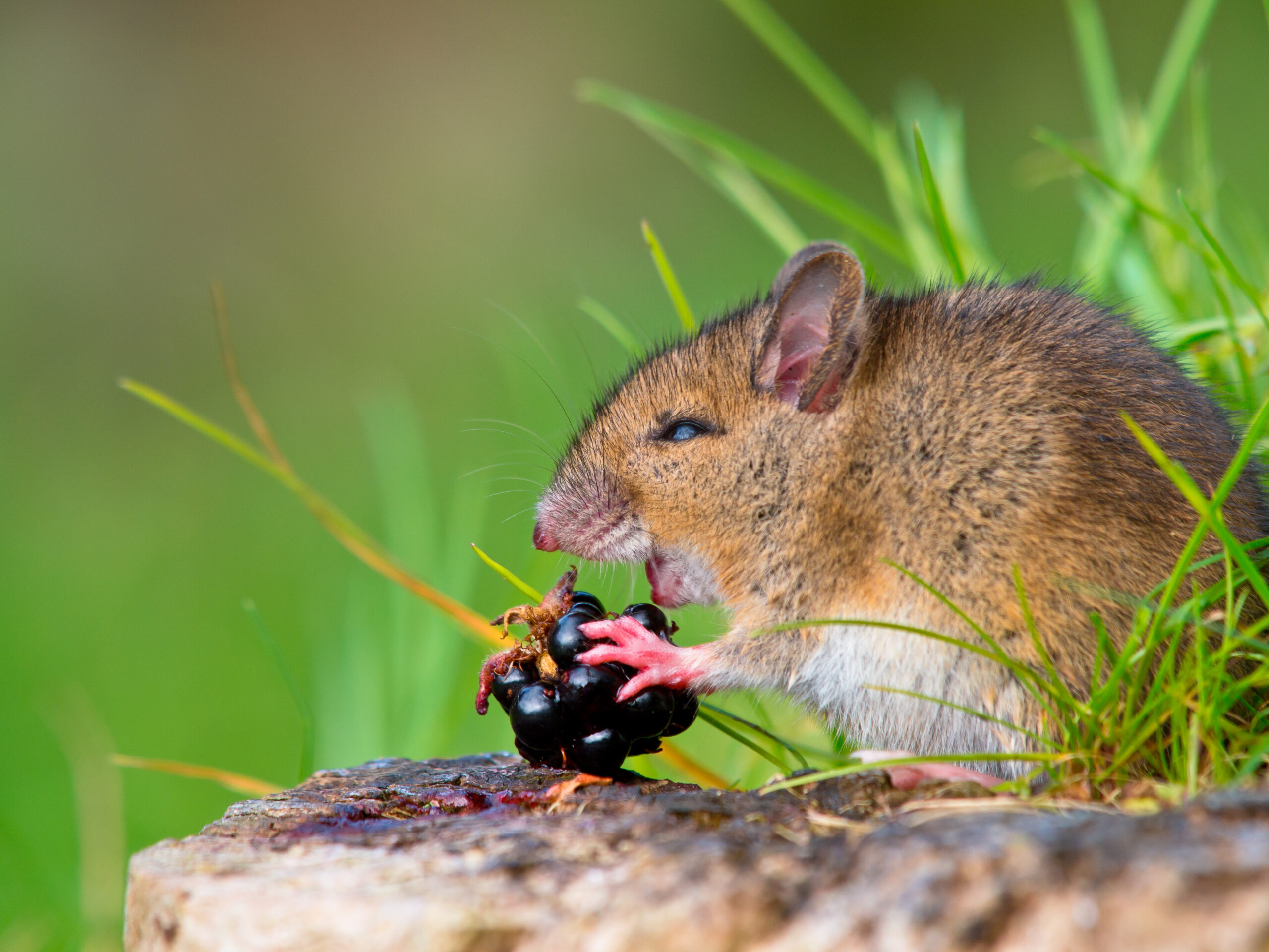 how to remove rodents