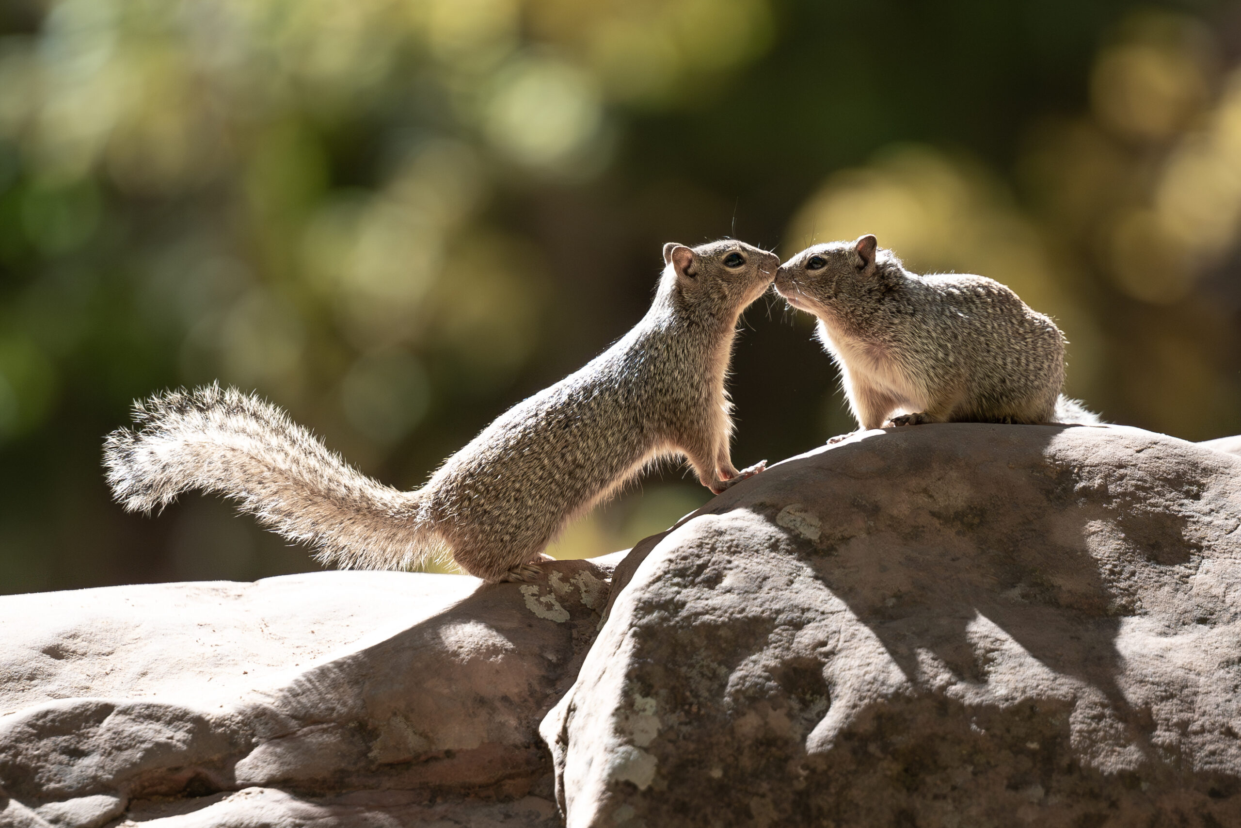 squirrel removal service vero beach florida