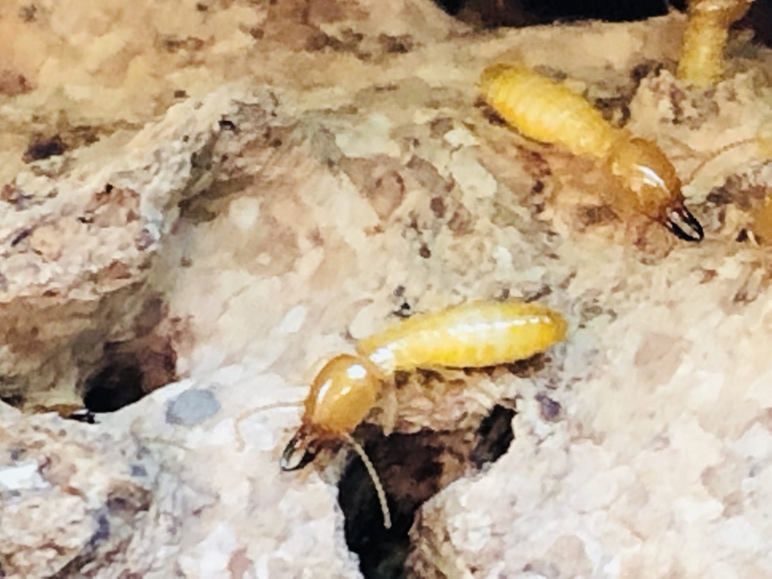 termites