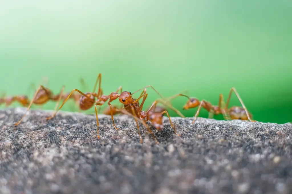 How To Get Rid of Fire Ants Kirtland Ohio