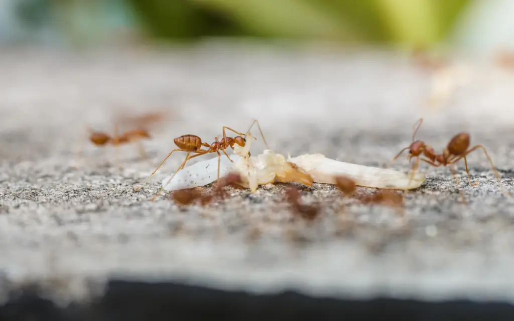 How To Get Rid of Fire Ants Tracker Pest Solutions (1)