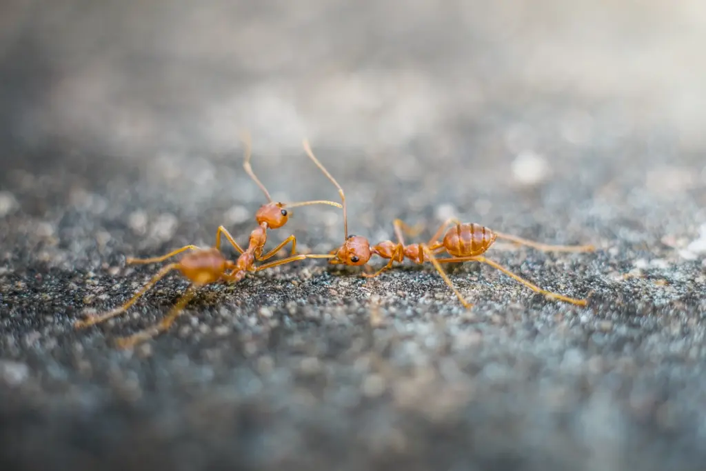 How To Get Rid of Fire Ants Tracker Pest Solutions (2)