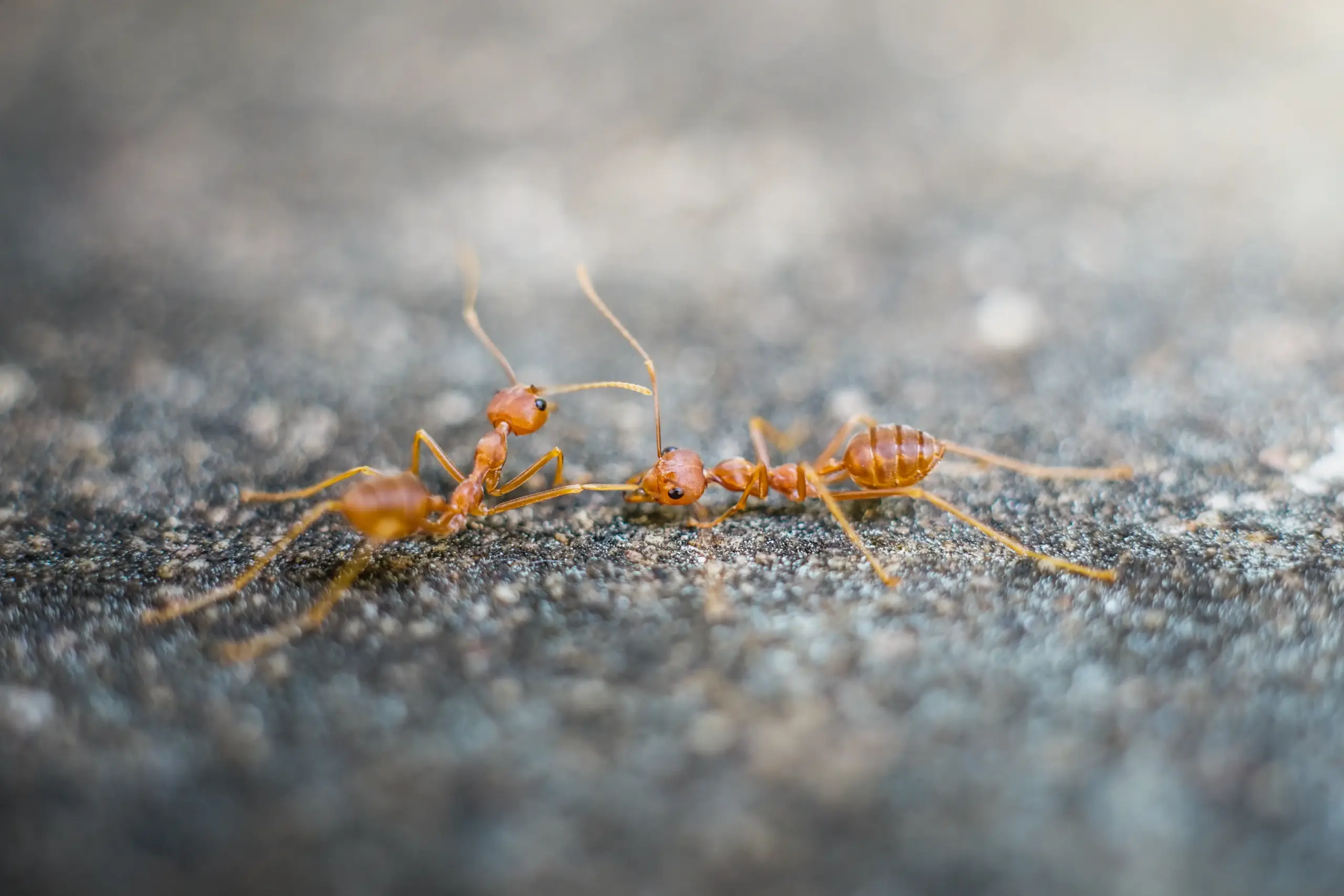 How To Get Rid of Fire Ants Tracker Pest Solutions (2)