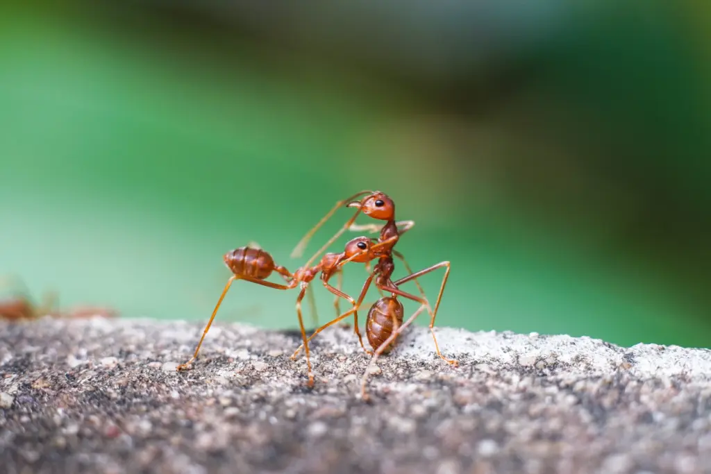 How To Get Rid of Fire Ants Tracker Pest Solutions (3)