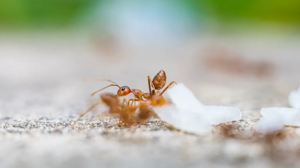 How To Get Rid of Fire Ants Tracker Pest Solutions (5)