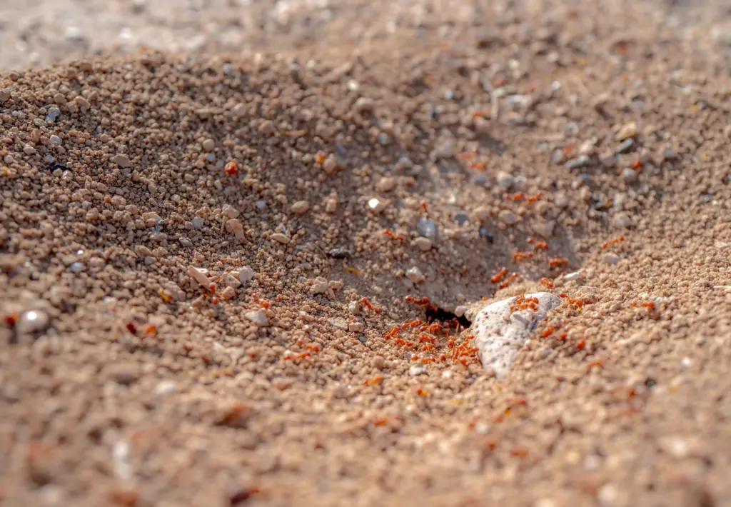 What Do Fire Ants Look Like Northeast Ohio